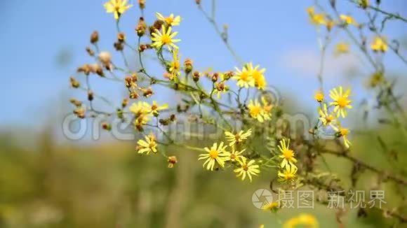 野花视频免费观看高清完整版在线的简单介绍