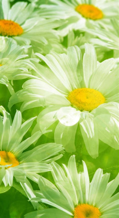 野花视频免费观看高清完整版在线的简单介绍