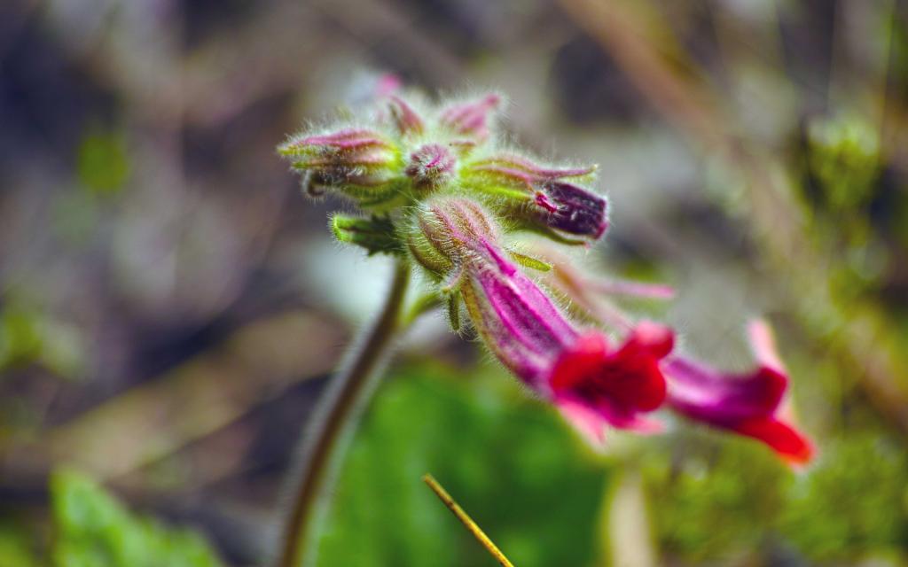 {線上娛樂}(野花在线观看免费完整版最新8K)